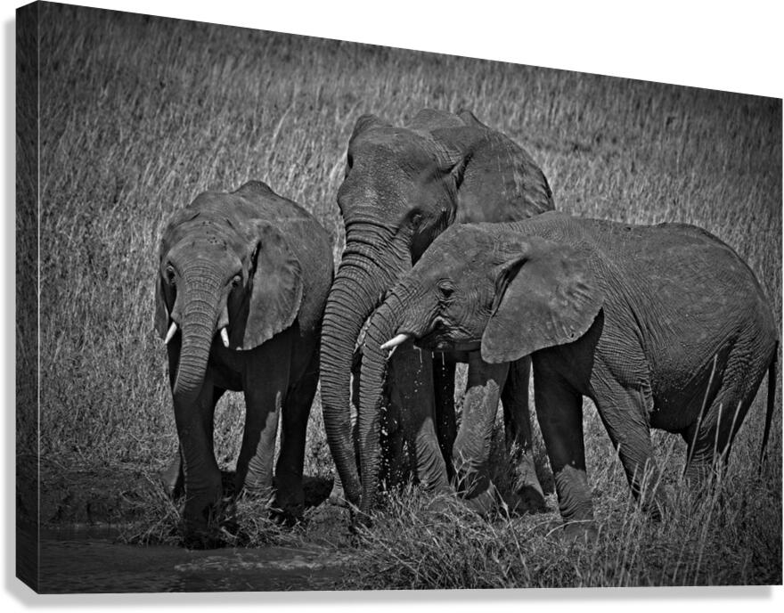 Elephants at the Waterhole Canvas Print