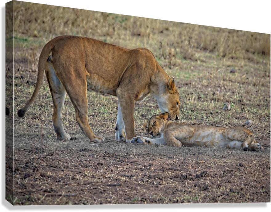 Mother’s Nudge Canvas Print