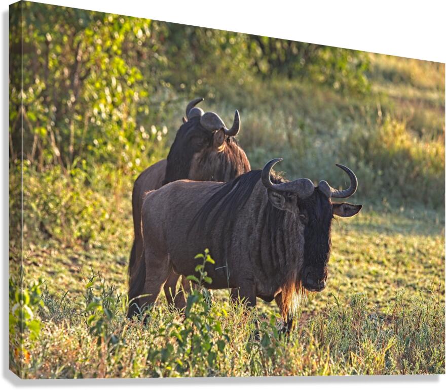 Wildebeest Pair Canvas Print