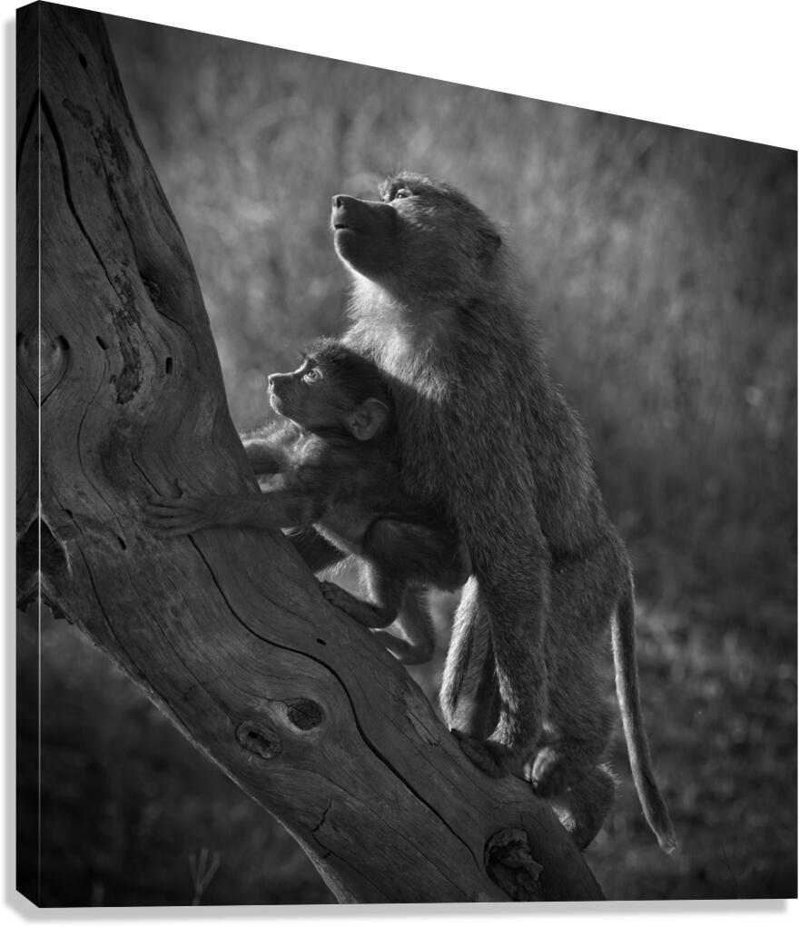 Baboons in Morning Light Canvas Print