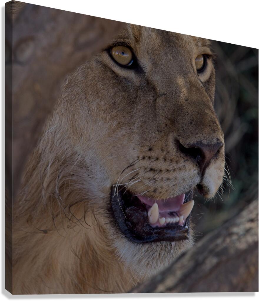 Close Look Canvas Print