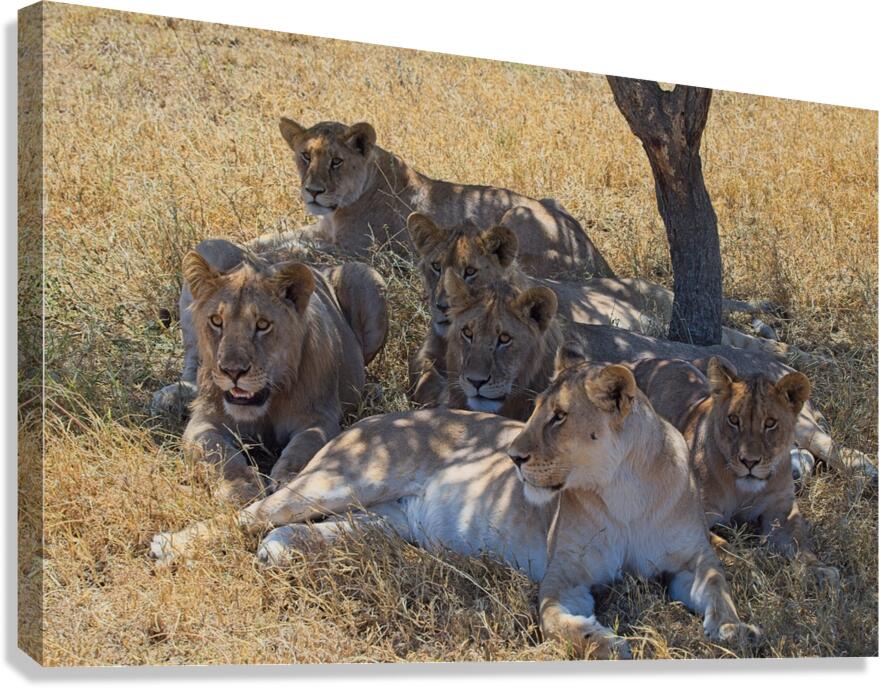 Pride at Rest Canvas Print