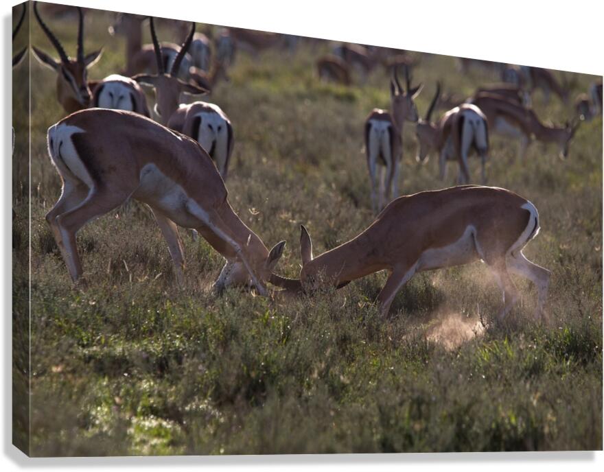 Impala Clash Canvas Print