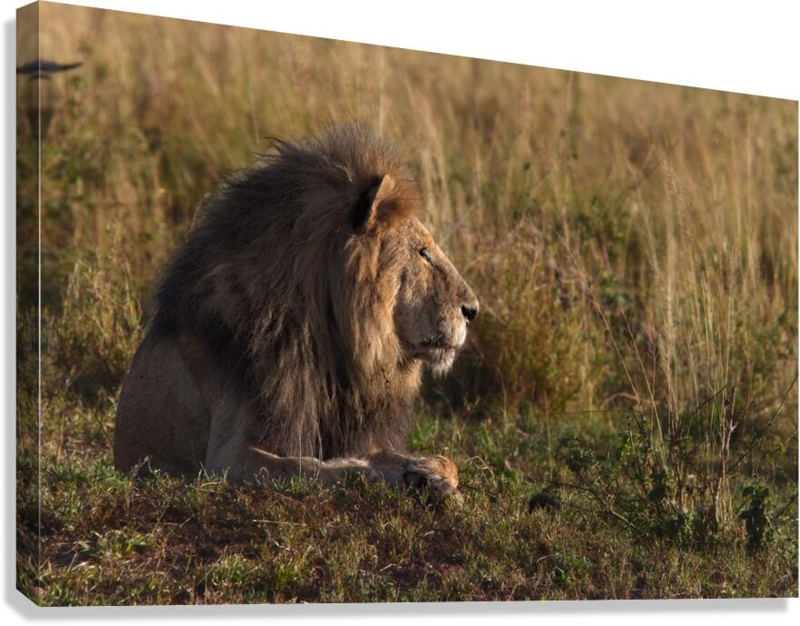Lion in Evening Light Canvas Print