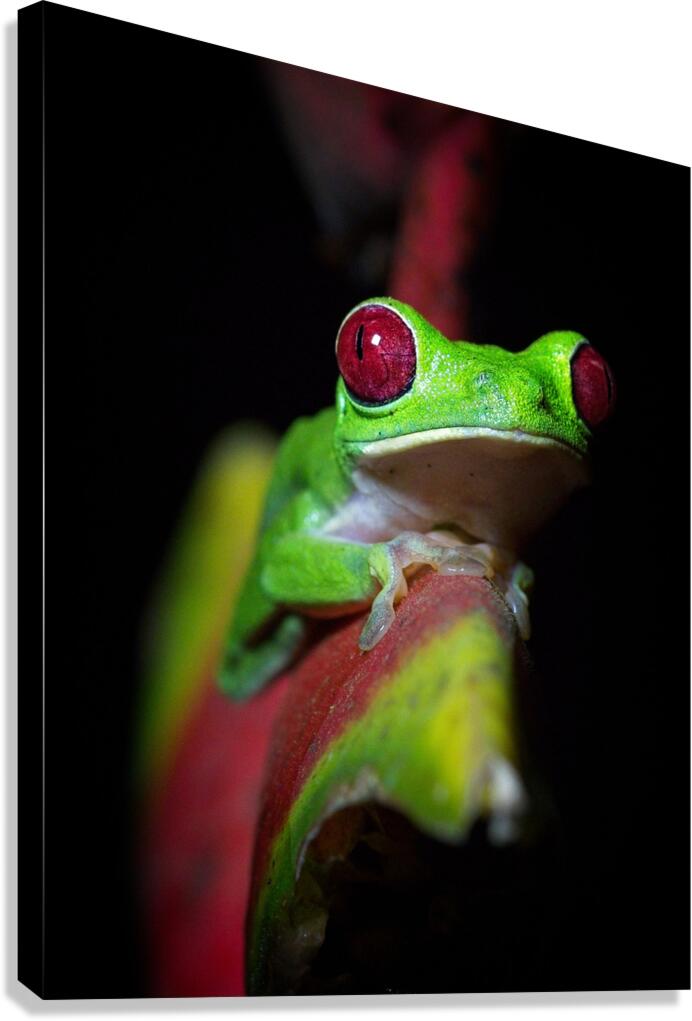 Red-Eyed Tree Frog Canvas Print