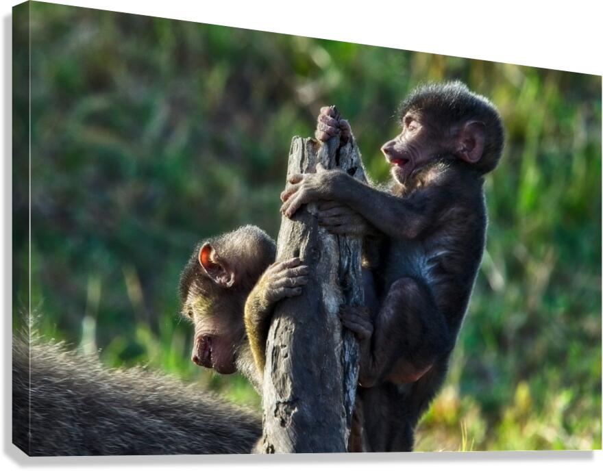 Baboons youth Canvas Print