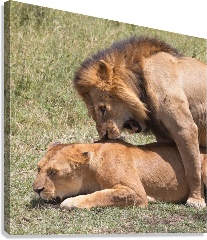 The Lions Claim Canvas Print