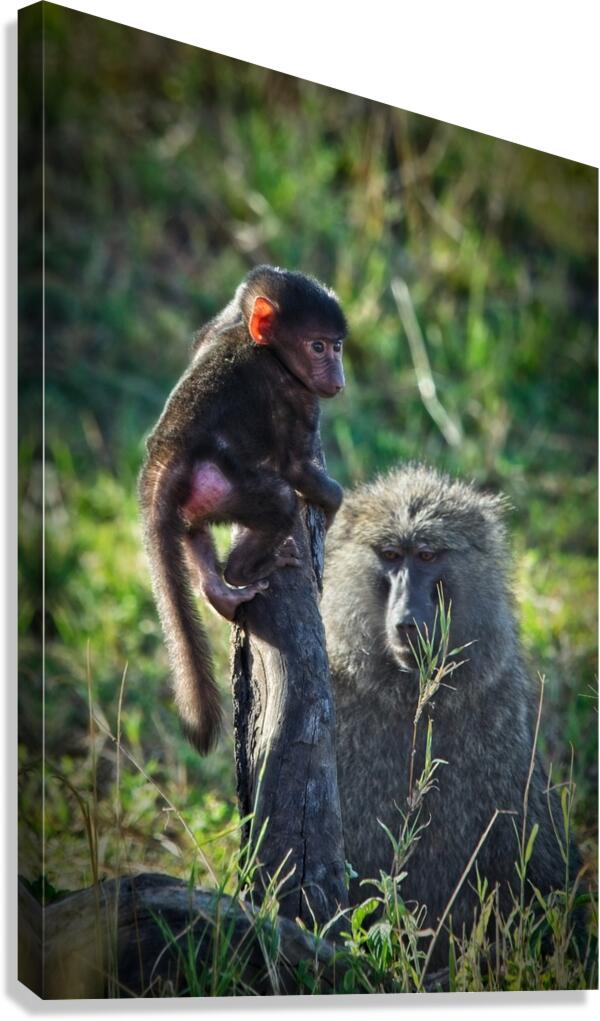 Little Leader Canvas Print