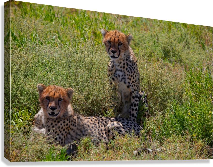 Cheetah Siblings at Rest Canvas Print