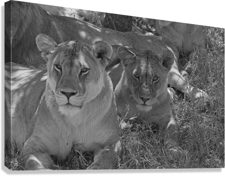 Sisters of the Savannah Canvas Print