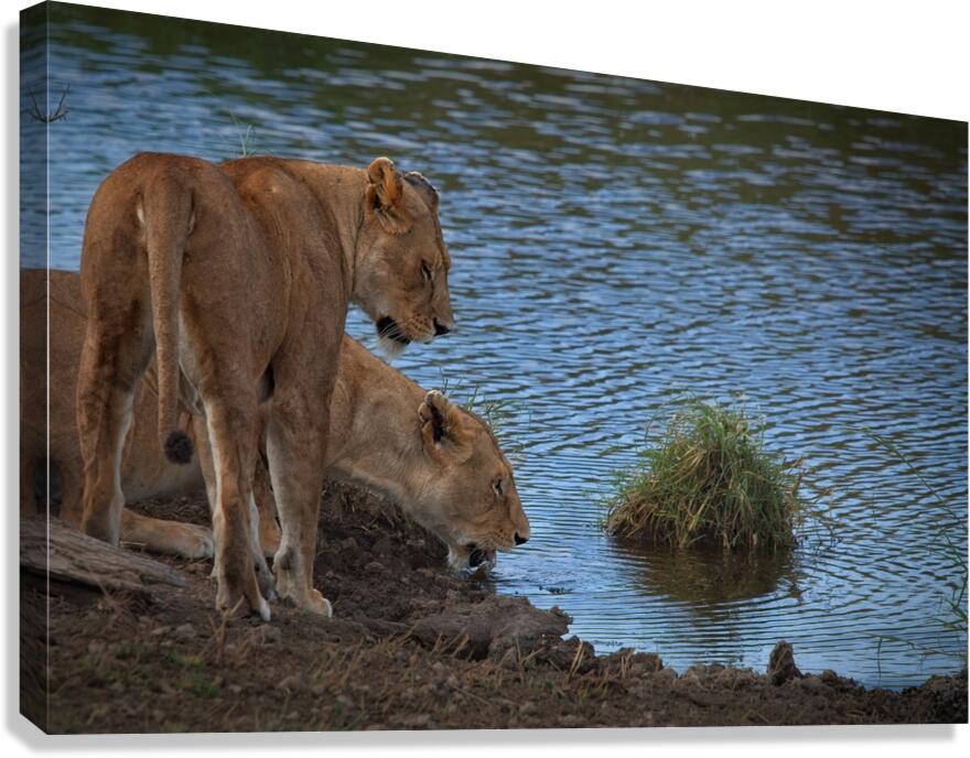 Waterfront Curiosity Canvas Print