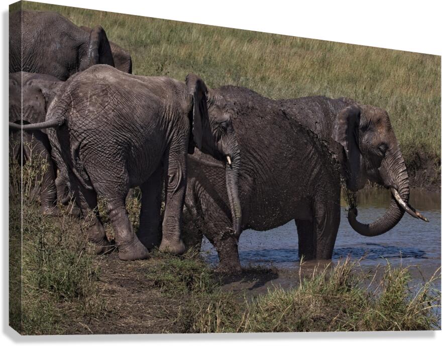Mud Bath Joy Canvas Print