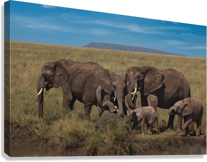 Elephant Family Gathering Canvas Print