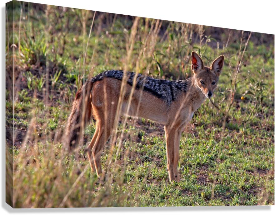 Silent Watcher of the Plains Canvas Print