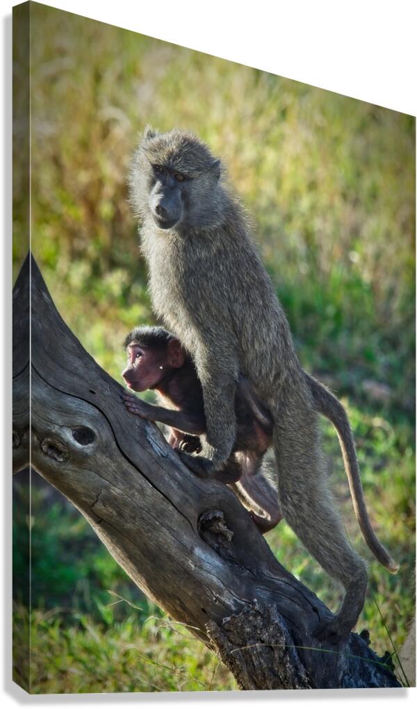 Mother’s Hold Canvas Print
