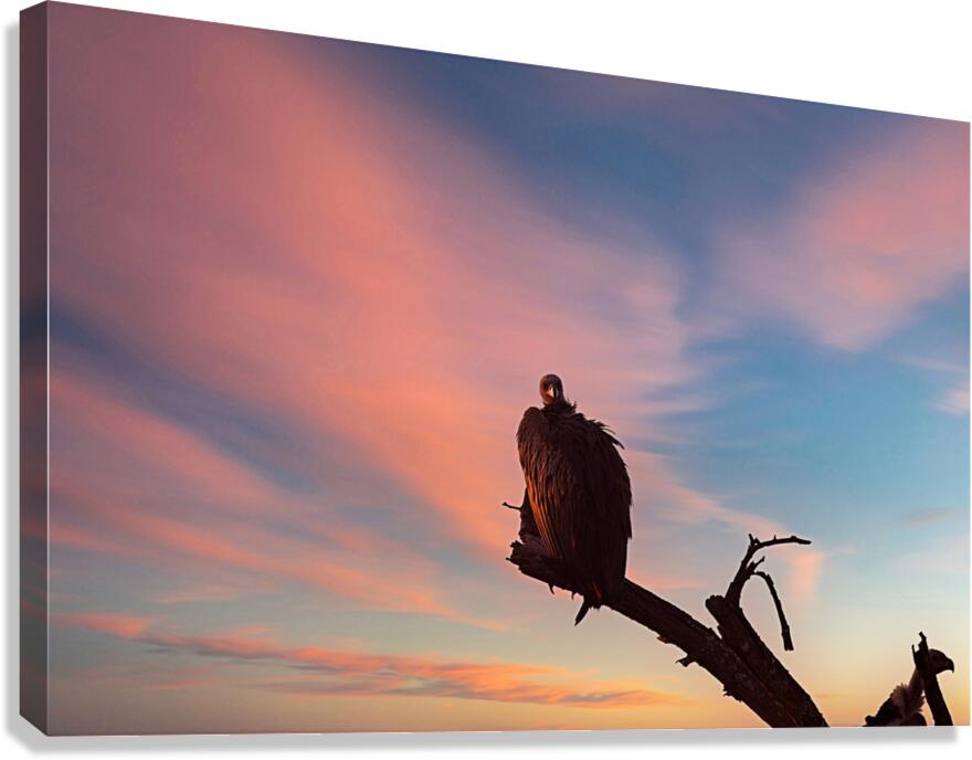 Sky Watcher Canvas Print
