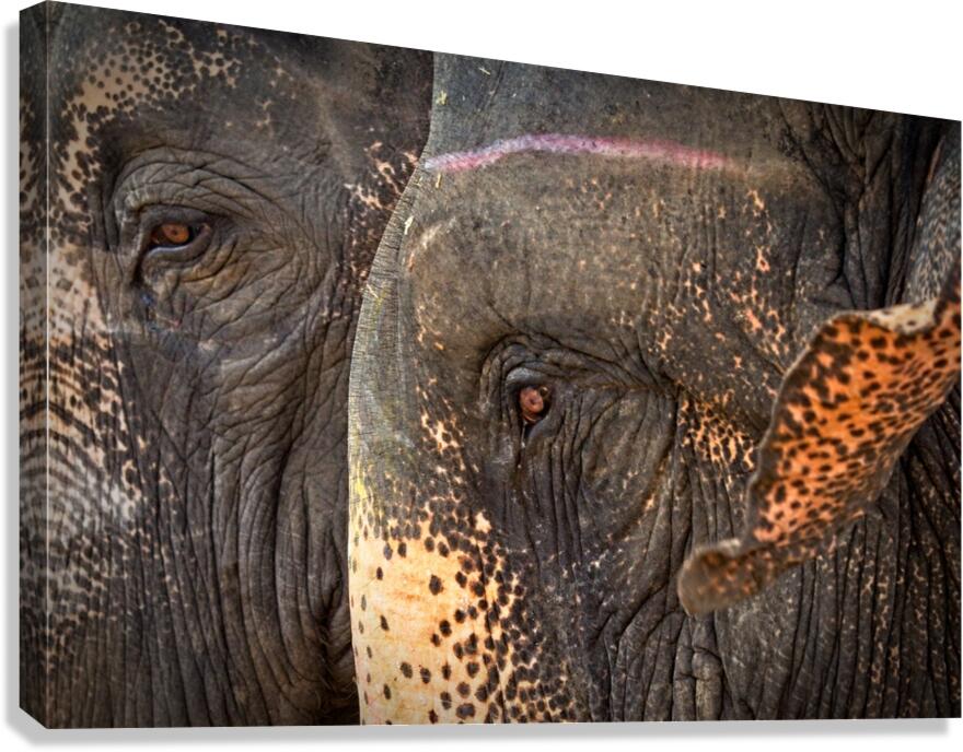 Ancient Companions Canvas Print