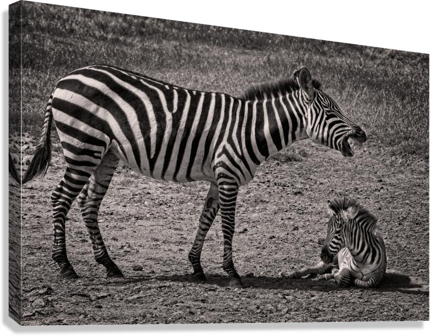 Zebras at Rest Canvas Print