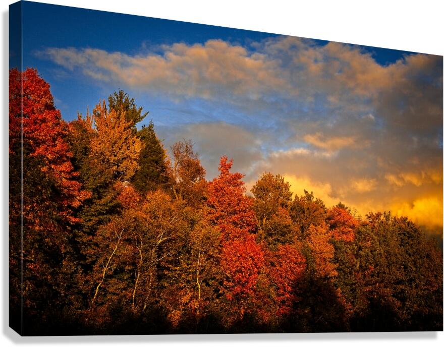 Golden Hour in the Treetops Canvas Print
