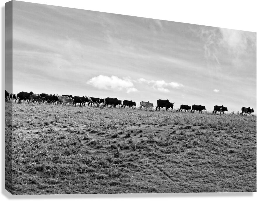 The Long Walk Home Canvas Print