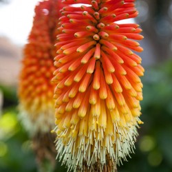 IMG 0571 kniphofia