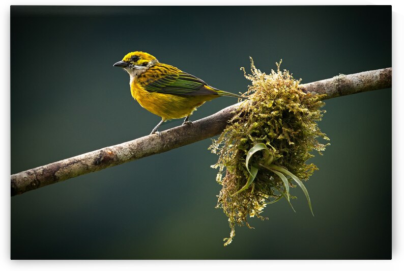 Golden Morning Song by Chirag Pandya