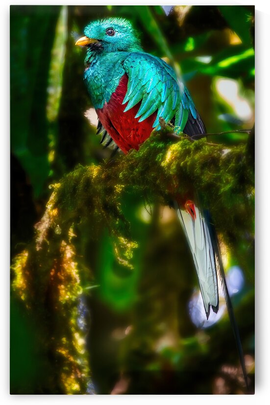 Jewel of the Cloud Forest by Chirag Pandya