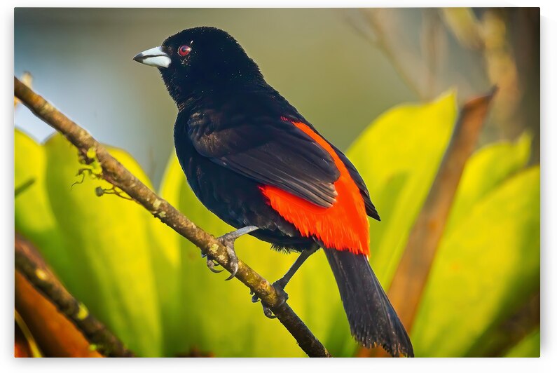 Skyfire Starling by Chirag Pandya