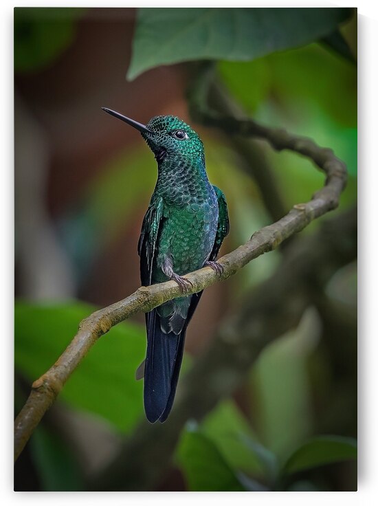 Emerald Perch by Chirag Pandya