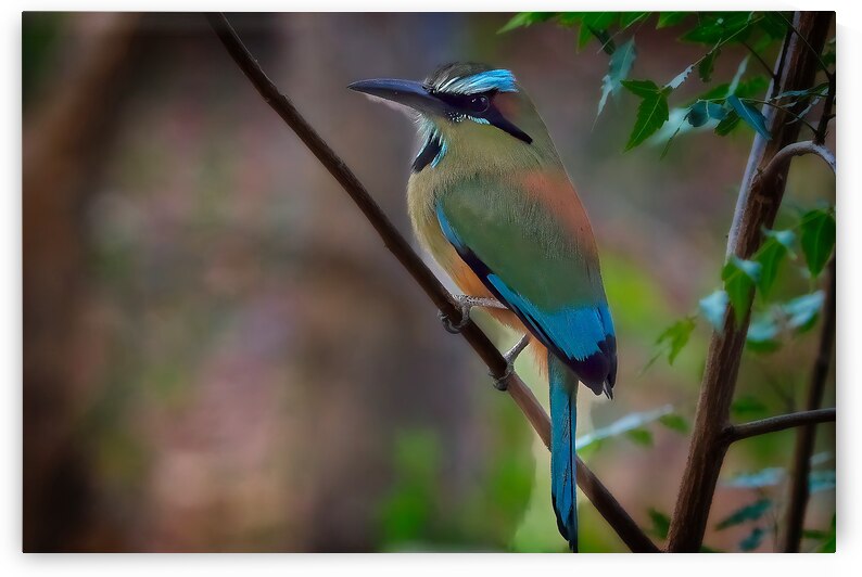 Tropical Daydream by Chirag Pandya