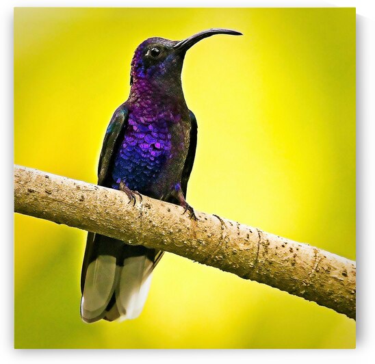 Violet Majesty by Chirag Pandya