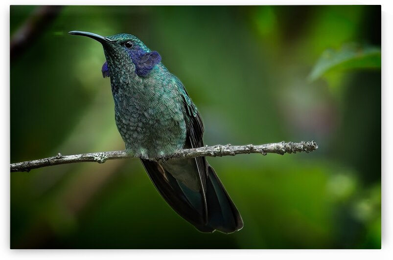 Emerald Whisper by Chirag Pandya