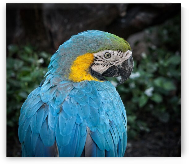 Feathered Jewel by Chirag Pandya