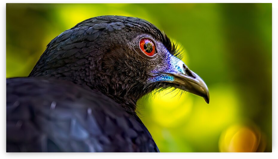 Midnight Gaze by Chirag Pandya