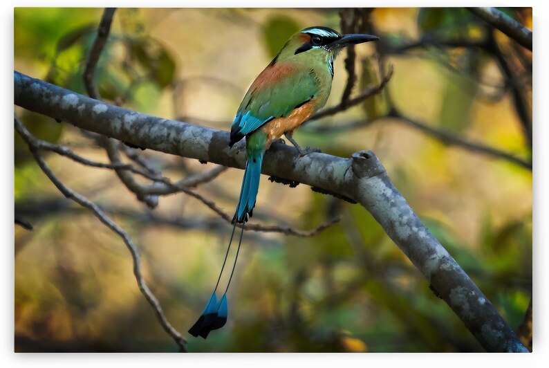 Tropical Whisper by Chirag Pandya