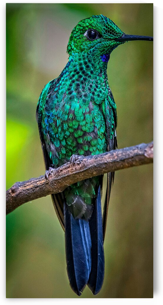 Emerald Spark by Chirag Pandya