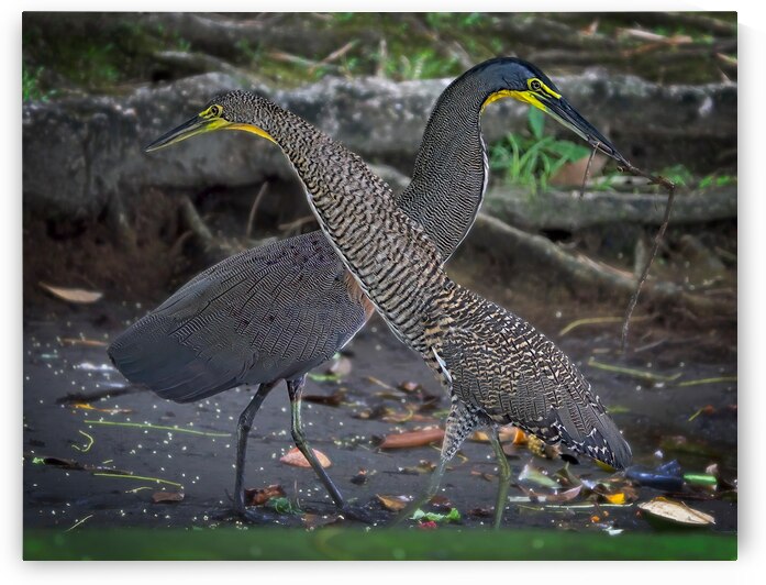 The Twin Dancers by Chirag Pandya