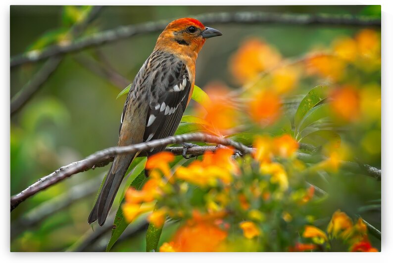 Firecrest in Bloom by Chirag Pandya