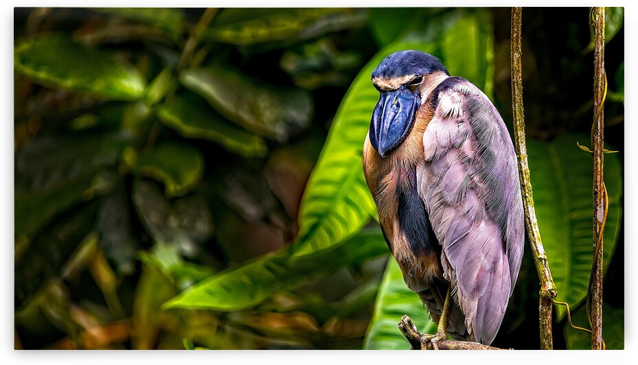 The Rainforest Dreamer by Chirag Pandya