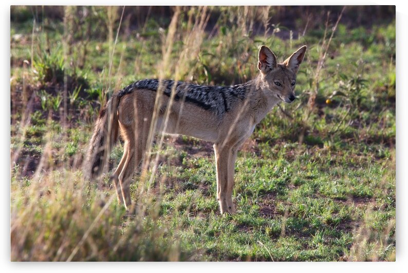 Jackal in the Grass by Chirag Pandya
