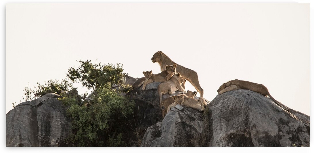 Pride on the Rocks by Chirag Pandya