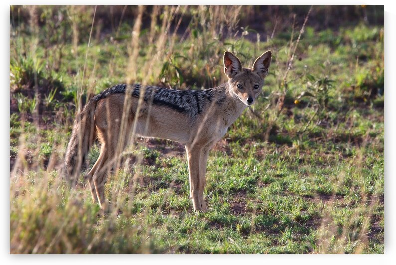 Black-Backed Jackal by Chirag Pandya