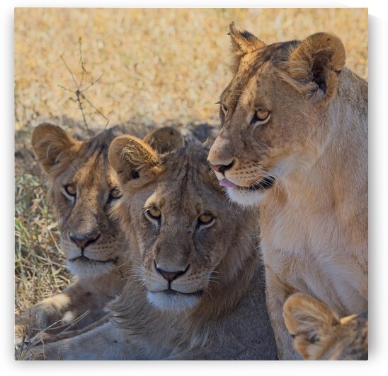 Lion Sisters by Chirag Pandya