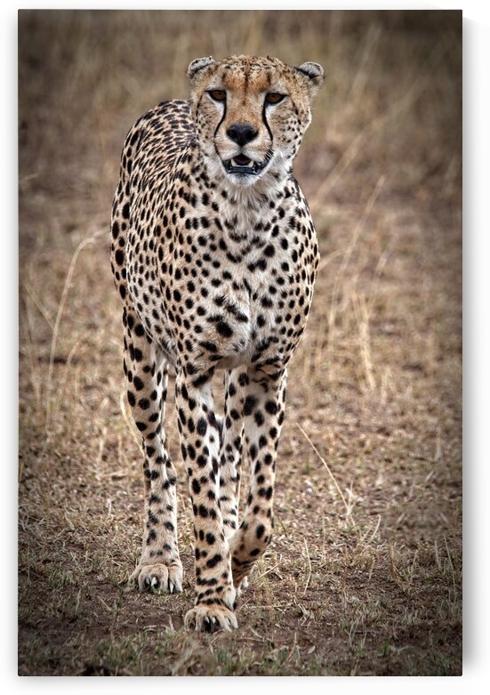 Cheetah Walk by Chirag Pandya