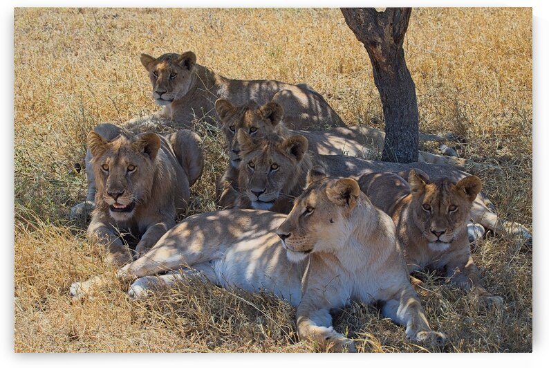 Pride at Rest by Chirag Pandya