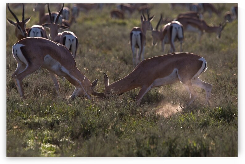 Impala Clash by Chirag Pandya
