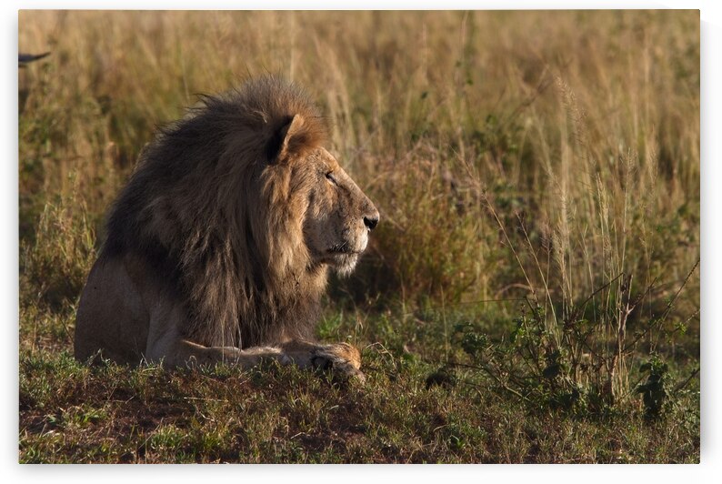 Lion in Evening Light by Chirag Pandya