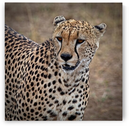 Cheetah Portrait by Chirag Pandya