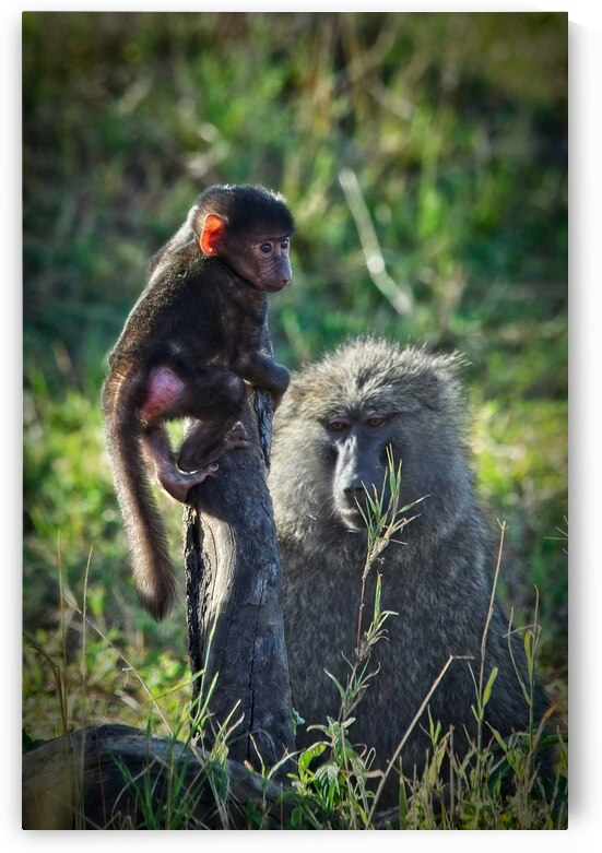 Little Leader by Chirag Pandya