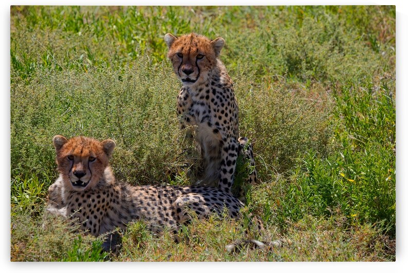 Cheetah Siblings at Rest by Chirag Pandya